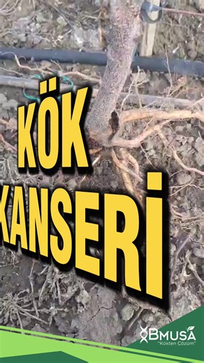 Temel olarak kök kanserine sebep olan Agrobacterium tumefaciens adlı bir bakteridir. Tüm dünyada ceviz dışında üzüm, böğürtlen, gül gibi çeşitli bitkilerde görülebilir. Bakteriler toprakta yıllarca kalabilir ve ortam elverişli olduğunda çoğalır. Faydalı bakterileri uygulayarak zararlı bakterilere yer bırakmayın! #bmusamikrobiyal #tarımteknolojileri