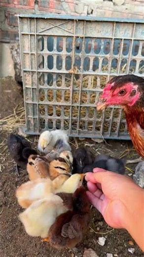 Con Gà, Con Gà Con - Anh Táo Cho Gà Ăn