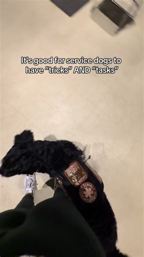 Creative Training for Service Dogs: Tricks and Tasks