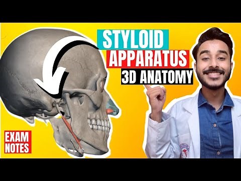 styloid apparatus anatomy | muscle attach to styloid process anatomy | styloid process attachment