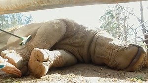 32K views · 776 reactions | MOGO ZOO -- RHINO DAY SPA :) TURN YOUR SOUND UP -- ENJOY :) | Mogo Wildlife Park | Facebook