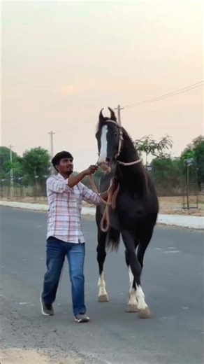 🔥 Black Stallion Marwari Horse King 👑 | Royal Attitude Horse Video 🐎#shots