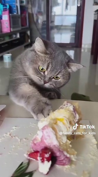 Funny cat for kids #funny #funnyvideos #haha #pets #creatersearchinsight