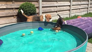The first Pool Pawty video i ever made :-). Louie playing with his new Baby Sister Marie!