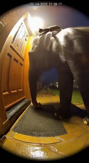 Elephant Carries Cat Home in the Rain… Then Gets Yelled At! Real Doorbell CCTV