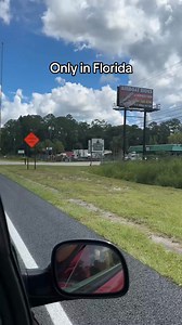 Only in Florida #gators #florida #alligator | Sarah Elizabeth Hyde