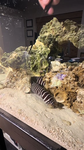 Caring for Zebra Eels in a Saltwater Aquarium