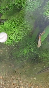 8.8K views · 31 reactions | Manual removal of algae from the mini pond #algae #minipond #balcony #aquaticplants #reelsfb | The Urban Nemophilist | Facebook