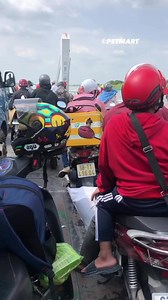 Về nhà ăn tết 😍 | Pet Mart - Cửa Hàng Thú Cưng