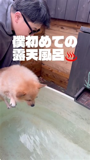 露天風呂入って幸せな那須旅行行ってきたよー!#那須高原 #earthboat #ポメコギ #犬 #犬のいる暮らし