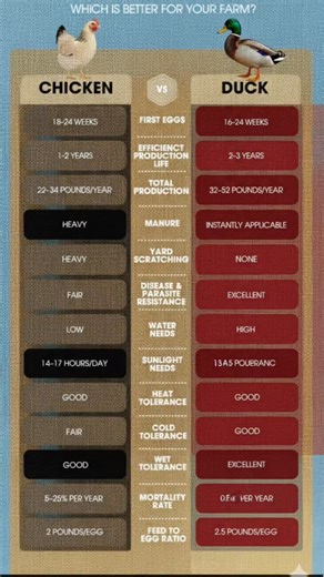Chicken Vs Duck #ChickenVsDuck #chicken #ducks | Farming Tech& Business