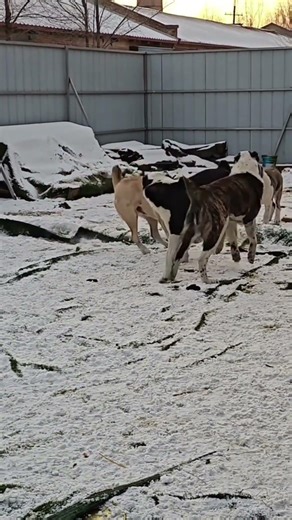 Dogs life Funniest Training viral A Ali TV