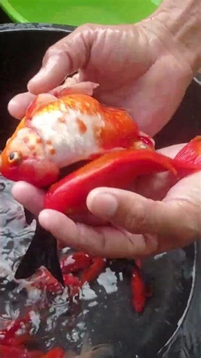 Goldfish Chinese karf farming🐠🐟🥰👍