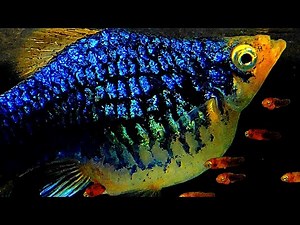 Platy Fish Breeding | Platy #Giving Birth to 83 Babies | #platy #mollyfish