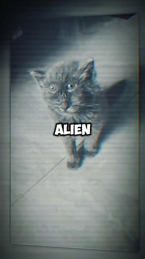 These Terrifying Cats Will Make You Hide 😨🐱 (Last One Is Pure Nightmare #animals#cats #scarycats