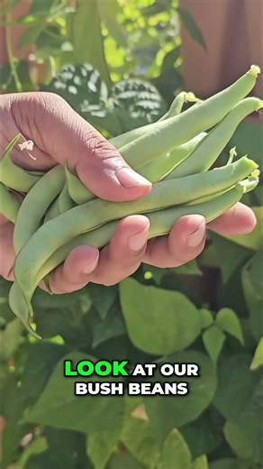 Grow Bush Beans in Just 40 Days! 🫛 GreenStalk Vertical Planter Harvest