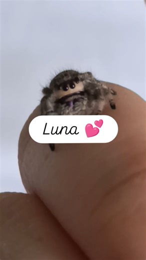 Laëtitia Dubourg on Instagram: "Luna 💕 Phidippus Régius Bahamas femelle #phidippusregius #spider #cute #mignon #araignee"