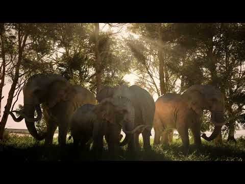 Realistic Elephant Animation | Cinematic Wildlife Render