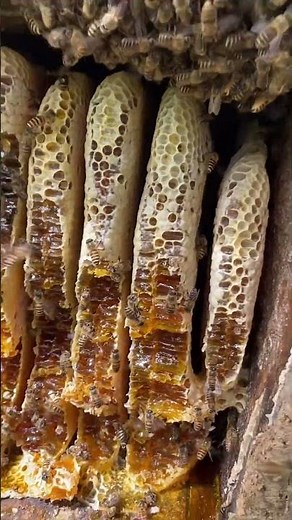The amazing beauty of natural honeycombs! 🐝✨ #honey