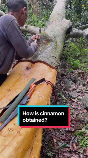How is Cinnamon Obtained from the Cinnamon Tree?