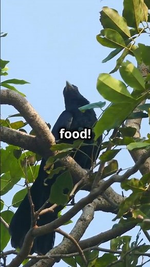 Drongo: The Acrobat and Master Thief Bird!