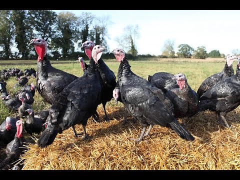 Free range turkey farm tour.