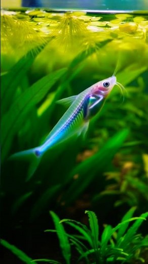 Glass Catfish🔹deep sea creature 🔹Southeast Asian freshwater fish