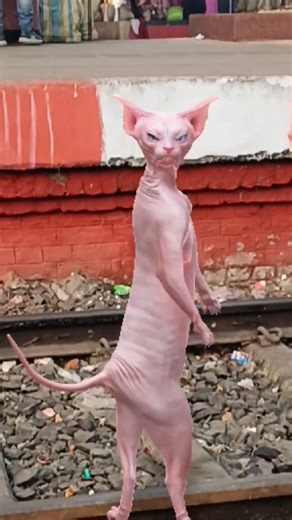 Funny snapvibe 😅🐹#shorts#youtubeshorts