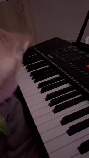 Leo, Husky, playing the Piano. #husky #dogplayingpiano #dogsoftiktok #dogloversph
