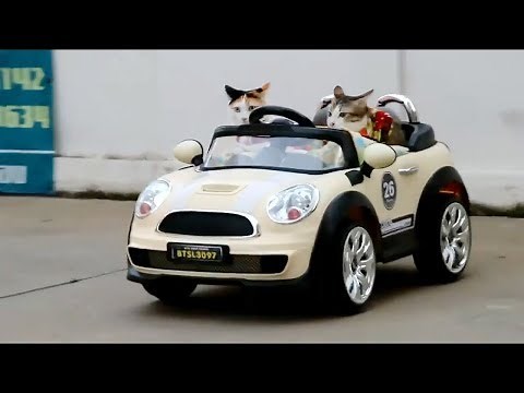 Cats Practice Driving Cars - Funny Cats Compilation