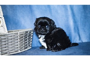 Rio - Shih Tzu Puppy 8A949E