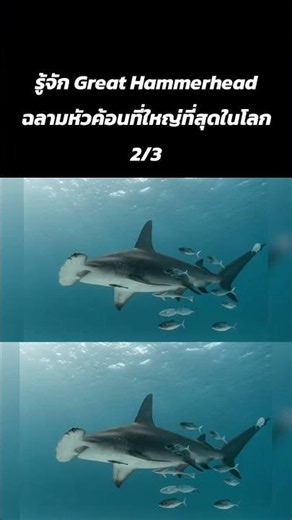 รู้จัก Great Hammerhead ฉลามหัวค้อนที่ใหญ่ที่สุดในโลก 2/3