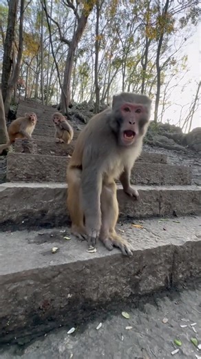 #fyp #funny #funnyvideo #monkey #meme