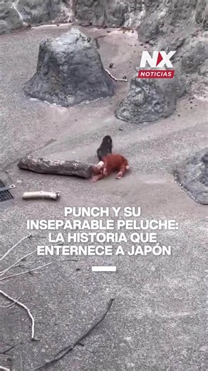 Punch y su inseparable peluche: la historia que enternece a Japón Un bebé macaco llamado Punch derritió corazones en un zoológico de Japón al aferrarse a un orangután de peluche mientras era criado a mano por sus cuidadores. Hoy, Punch ya vive con una tropa de macacos y poco a poco aprende a hacer amigos, aunque su inseparable compañero de peluche sigue siempre a su lado. #viral #macaco #zoologico #nxnoticias | NX Noticias