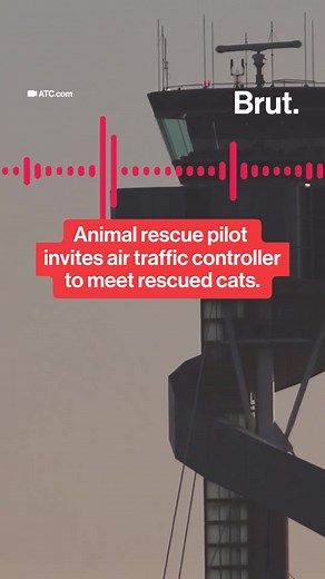 An animal rescue pilot at Bradley International Airport in Hartford, Connecticut, invited a ground controller to meet the rescue cats aboard his plane. The moment happened after the controller helped guide the flight carrying cats on their way to safety. #animalrescue #rescuecats #goodnews