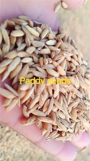 paddy farming in village