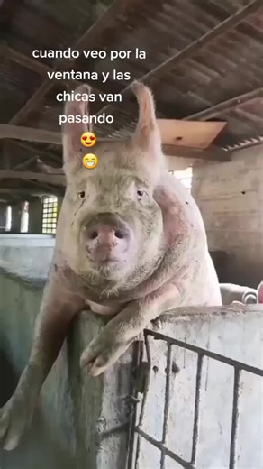 Curious Pig Transitioning from Barn to Outdoor Space