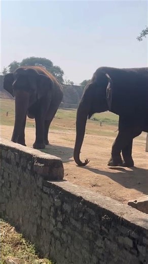 Asalentidi?🤔🤔 #trending #comedy #shorts #5mveiws #funny