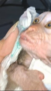 #cute #babymonkey #baby #animals | baby monpai