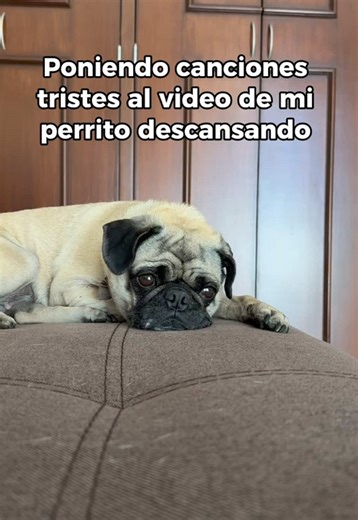 Los Mejores Videos de Pugs para Morir de Risa