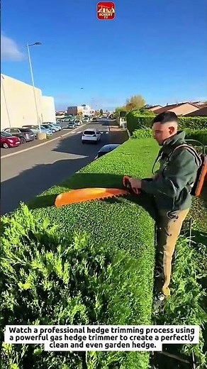 Satisfying Hedge Trimming with Professional Gas Hedge Trimmer | Perfect Clean Cut