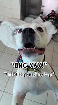 Deaf Shelter Dog is Told He's Getting Adopted After 4 Years #adoptadog #rescuedog #heartwarming