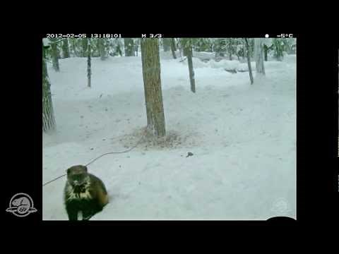 Dances With Wolverine