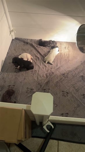 English Cocker Spaniel puppy's eyes open #puppy #cat #dogtraining #cute #kitten