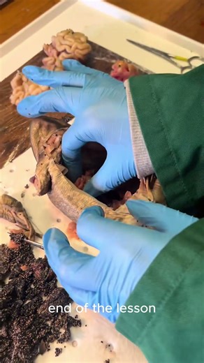 This Teacher Brings Science to Life! Frog” #shortsviral #science #youtubeshorts