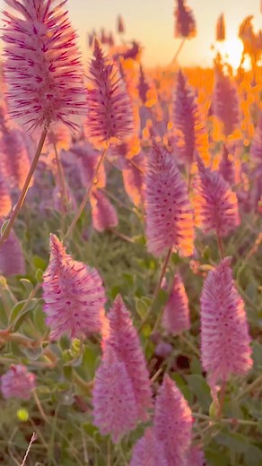 The native pink mulla mulla (Ptilotus exaltatus) looks even more beautiful at sunrise! 🤩 This splendid flower is an endemic Australian herb that thrives in arid and semi-arid conditions and is loved by our native pollinators! What is your favourite native Australian plant? 🌸🌼 🎥 The Finn Family #flower #flowers #nature #wildlife #nativeplant #desertplant #seeaustralia #garden #gardening #sunrise | Australian Geographic