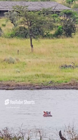 Hippo Spotted Swimming Near Remote Safari Lodge