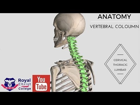 Anatomy of the Vertebral Coloumn 3D anatomy (Cervical, Thoracic, Lumbar, Sacral & Coccyx)