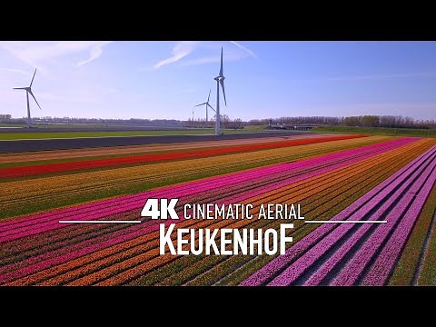 KEUKENHOF 🇳🇱 AMSTERDAM Drone 4K World's largest Tulip Fields 2025