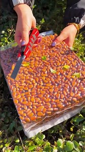 850g Large-Grain Northeast Red Pine Nuts 🌰 | Naturally Fragrant & Open-Shell#shorts